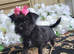 Yorkshire terrier x puppies