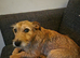 Patterdale terrier