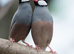 Bonded Pair Of Java
