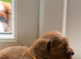 Foxy red boy cavapoo