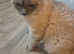 Ragdoll