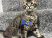 Maine Coone kittens