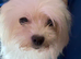 Maltese x chihuahua girl puppy