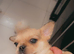 French bulldog x pug