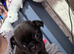 Pug cross