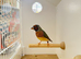 Gouldian Finch Pairs For Sale
