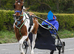 Driving Mare for sale