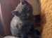 Amazing Kittens - ready for new homes now