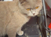 Mixed breed kittens for sale