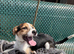 Jack Russell cross collie pups male
