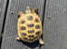 Horsefields Tortoise juvenile 100mm and bigger