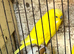 Yellow pair buddies