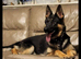 German shepherd