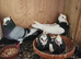 Iranian pigeons