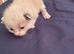 Beautiful 100% ragdoll babies