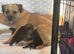 Home Bred Border Terrier Puppies
