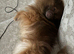 Pomeranian dog