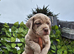QUALITY ATHLETIC MASTIFF PUPS