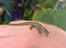 Eurydactylodes Occidentalis (chameleon gecko)