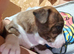 Staffy x Terrier