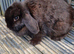 Adult female minilop bunny