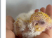 Baby handtame Lutino lineolated parakeets