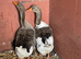 Pair of toulouse geese unrelated