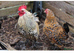 Sablepoot hatching eggs and chicks