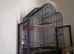 2 budgies for sale