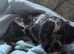 Male Cockapoo puppy