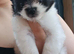 Pomeranian x shihtuz