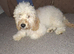 GORGEOUS COCKAPOO PUPPY MALE