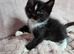 Ragdoll cross kittens *3 STILL AVAILABLE £250*
