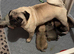 pug puppies
