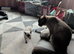 Siamese cross Ragdoll kittens & Black/ white kittem