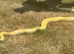 Albino Burmese python