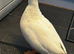 White call ducks