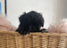 Lhasa cross Shih Tzu
