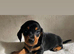 Dachshund Puppies