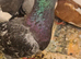 Lovely birds
