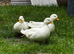 Call drakes ducks