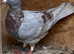 Ash bar racer pigeon 2026 RPRA ring