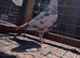Meulman cock