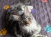 TICA Maine Coon Kittens Champion Sired