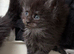 XL russian maine coon