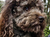 F2b cockapoo puppies