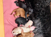 8 Gorgeous Australian Labradoodle Puppies