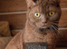 Stunning Pedigree BSH kittens
