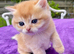 Fully Vaccinated Golden Female Kitten