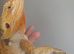 Red monster female bearded dragon